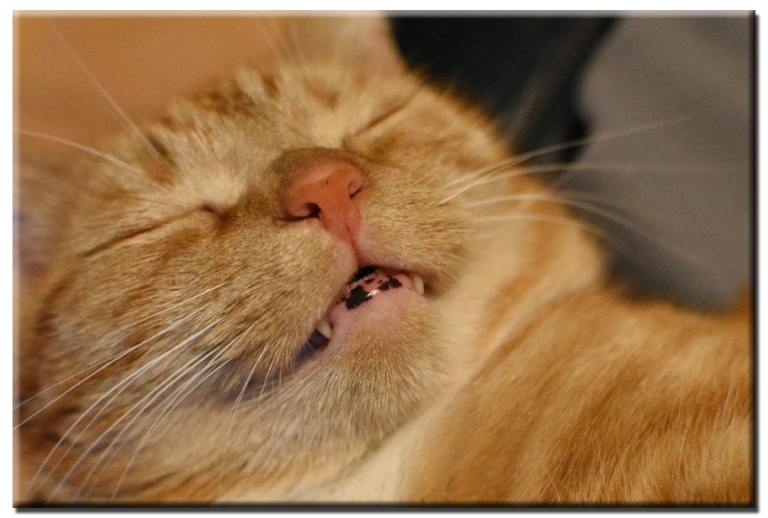 Was sind das für dunkle Flecken an Nase und Lippen? Dschungelkatzen.de